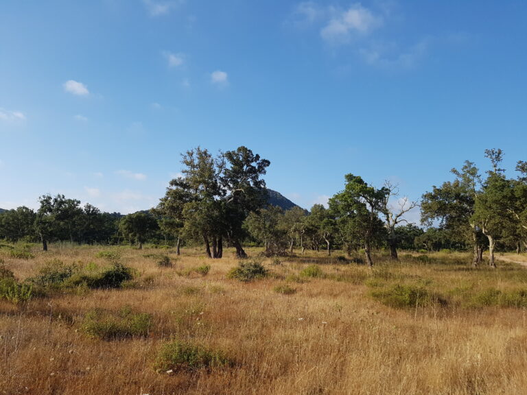 Chene liege Corse 2 scaled