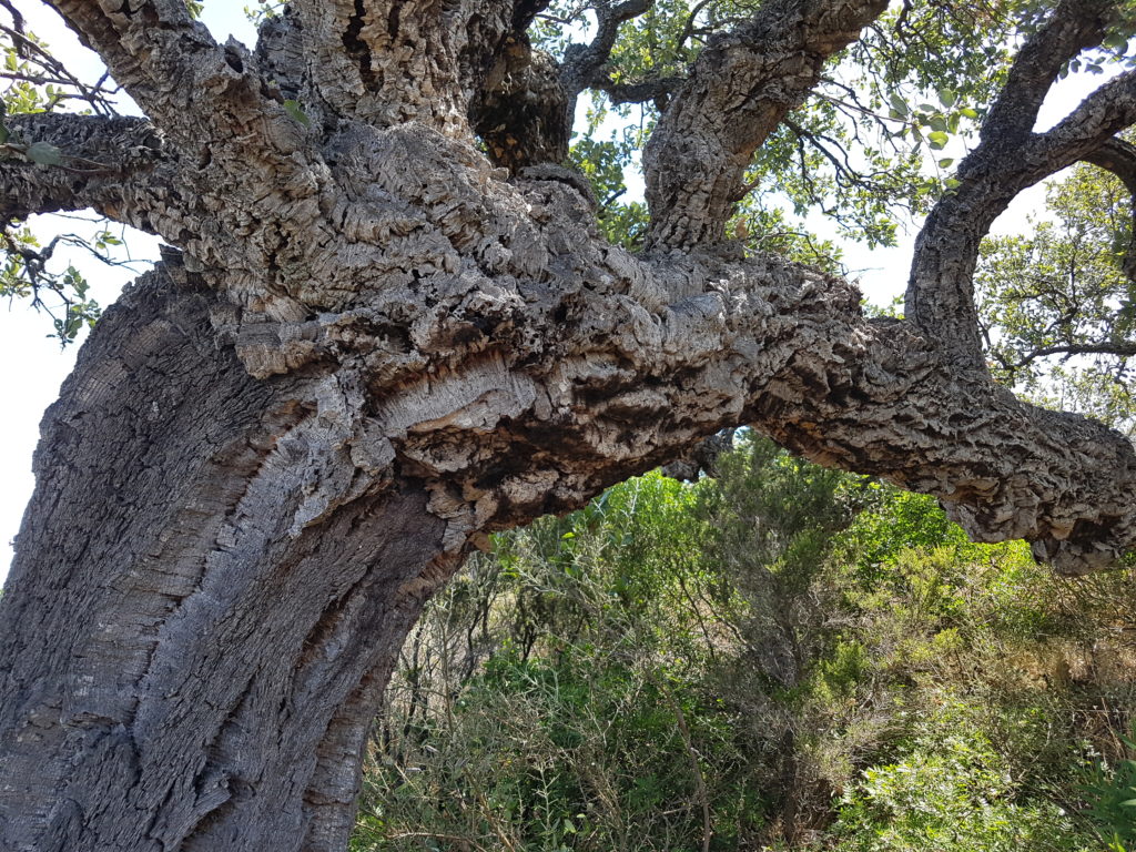 Oak cork quercus suber