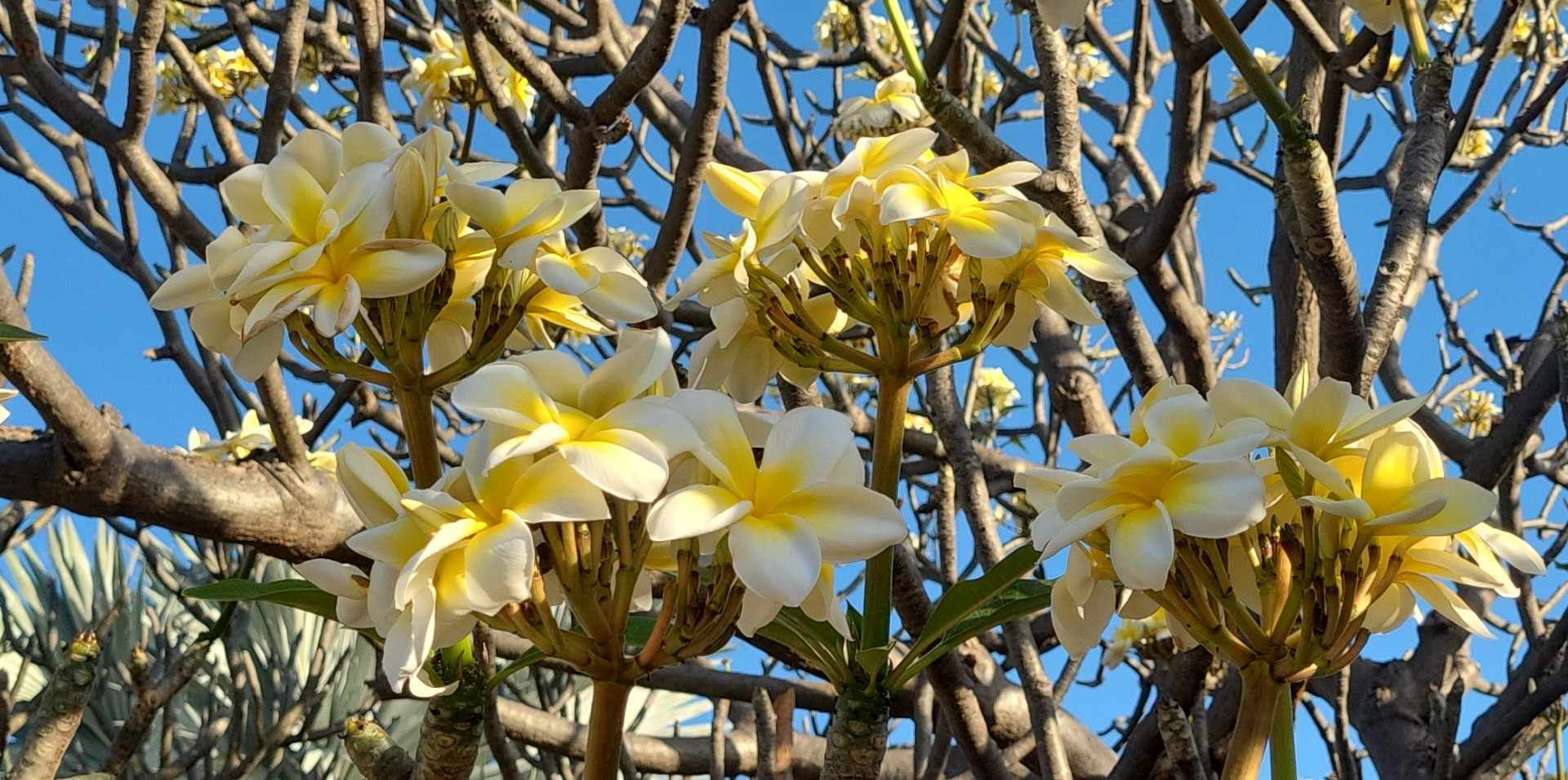 5 Fleurs De Polyn sie D couvrir Signification Et Utilisation 5 Fleurs De Polyn sie D couvrir Signification Et Utilisation