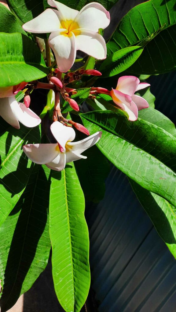 fleurs tipanier frangipanier tahiti polynésie