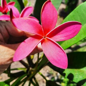 5 fleurs de Polynésie à découvrir : signification et utilisation