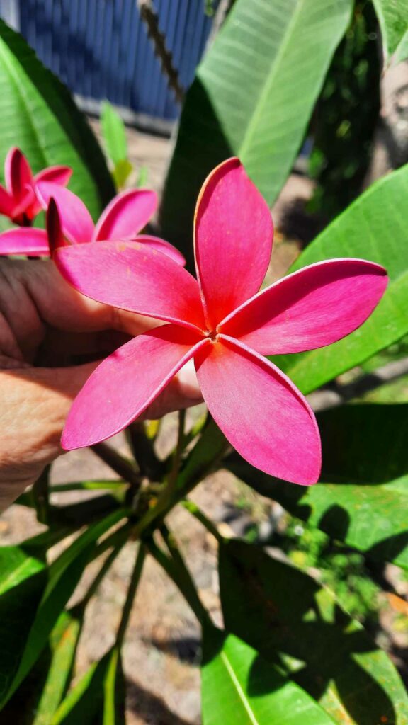 frangipanier fleur de polynésie tahiti