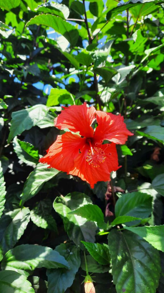 hibiscus tahiti fleur de polynésie