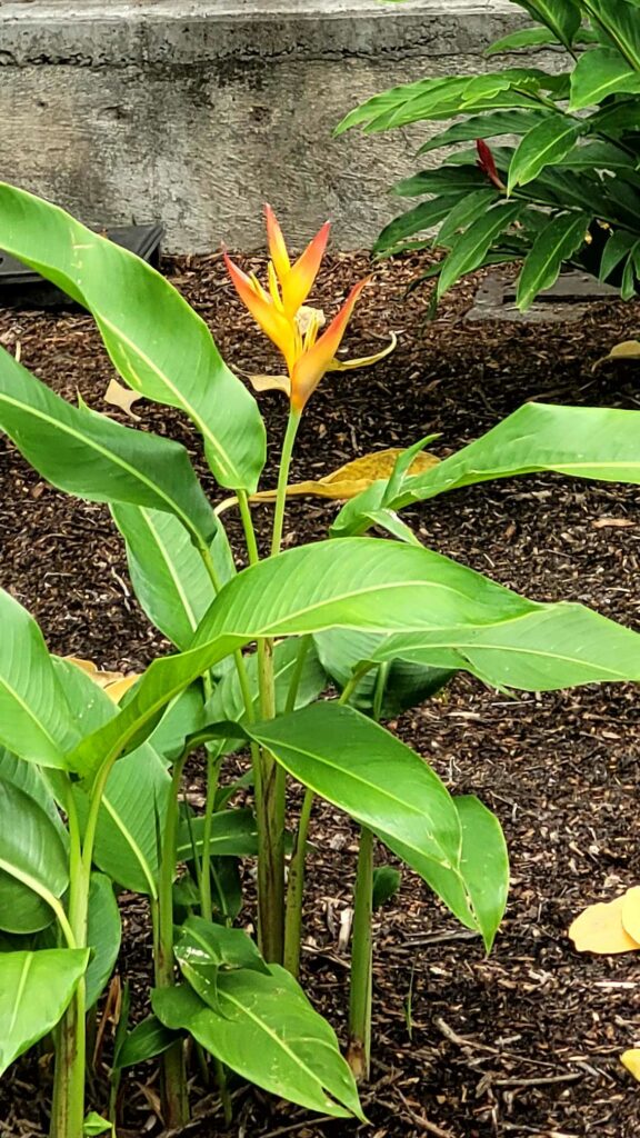 oiseau de paradis fleurs polynésie