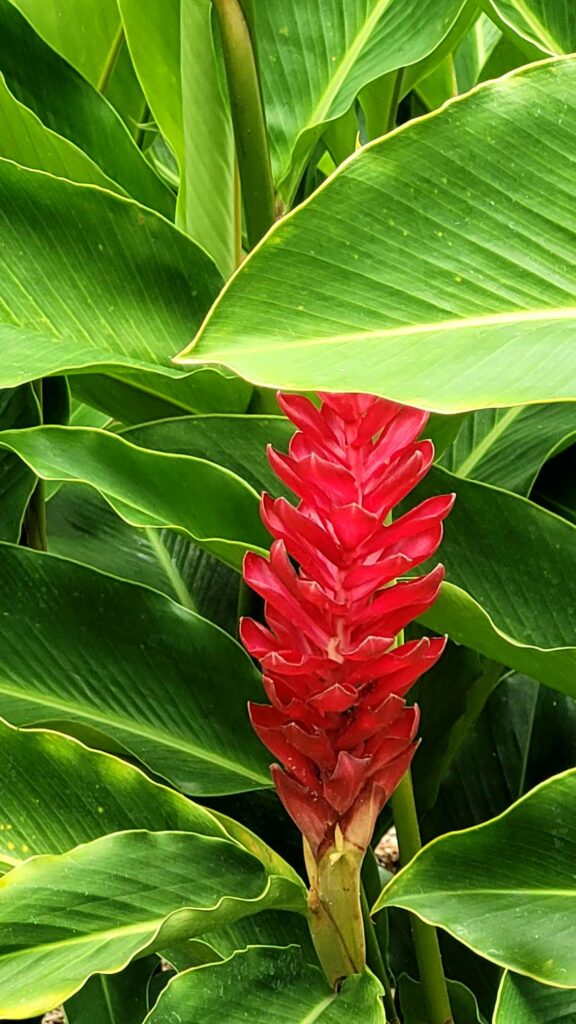 opuhi alpinia tahiti fleurs de polynésie