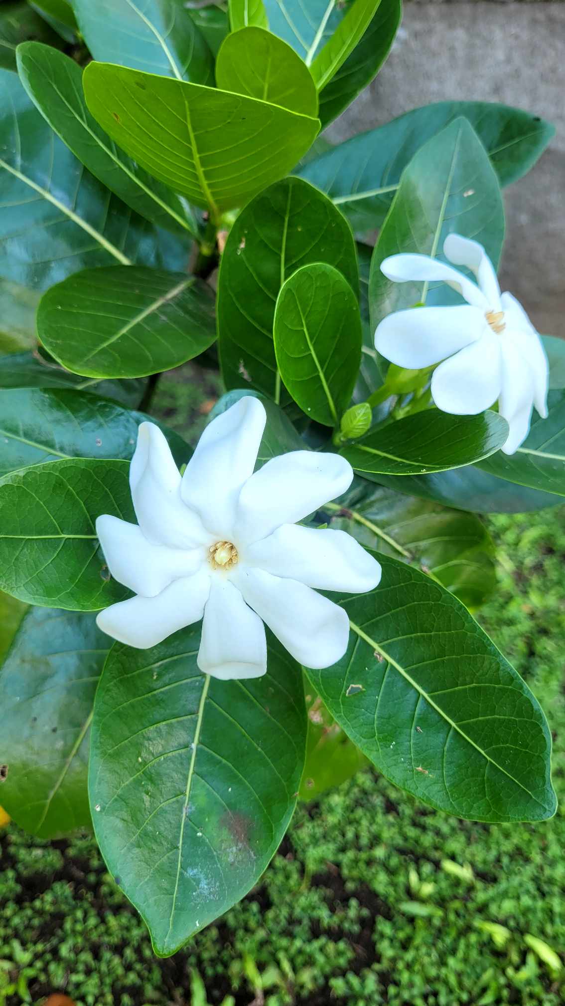 tiare tahiti fleurs de polynésie